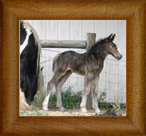 Northern Lights Cos A Sensation ~ Satin ~ 2014 ~ The Cosmic Force x Sweet Cocoa Mare ~ KEEPER
